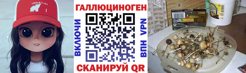 Купить  Асино  Галлюциногенные грибы Cubensis 
